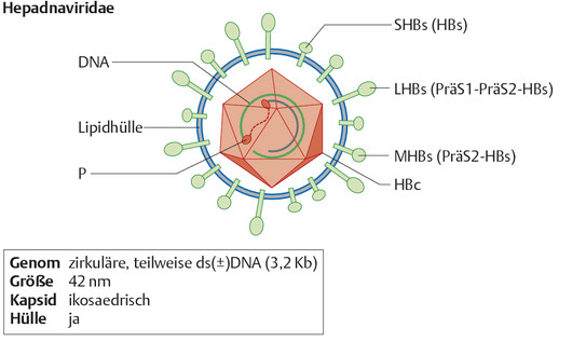 Hepatitis B - Infektionskrankheiten - Impf-Info - Impf Dich